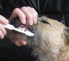 Οδηγός για το βούρτσισμα των δοντιών του σκύλου σας Το τακτικό βούρτσισμα είναι ένας καλός τρόπος για να διατηρήσετε τα ούλα και τα δόντια του σκύλου σας πιο υγιή και να καταπολεμήσετε την ουλίτιδα.