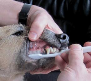 Τι θα χρειαστείτε: Μια οδοντόβουρτσα με μέτριες τρίχες και σωστό μέγεθος: -Μεσαίου μεγέθους και μεγαλόσωμοι σκύλοι: Oδοντόβουρτσα ενηλίκων (ανθρώπων) -Μικρόσωμοι σκύλοι: Oδοντόβουρτσα σε παιδικό