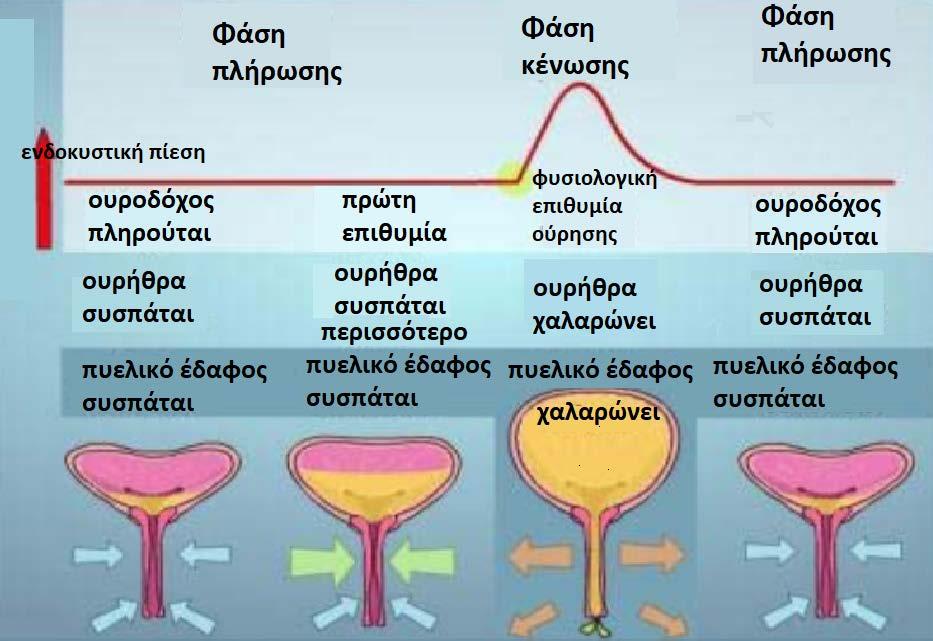 Φυσιολογικός κύκλος ούρησης Η ουροδόχος κύστη έχει δύο τρόπους λειτουργίας Πλήρωση και κένωση Υπό