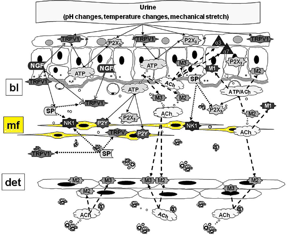 Αλληλεπίδραση μεταξύ ουροθηλίου υποουροθηλίου προσαγωγών νεύρων Υποουροθηλιακός μυοϊνοβλάστης ή διάμεσο κύτταρο Παίζει διαμεσολαβητικό και κεντρικό ρόλο στο ουροθηλιακό