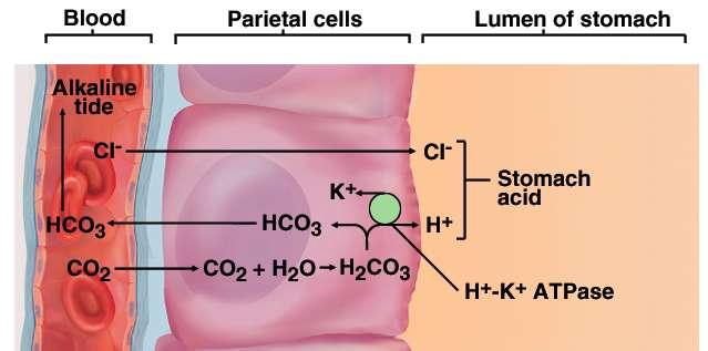 Gastric Secretions 2 to 3 L of gastric juice/day (H 2 O, HCl & pepsin) Parietal cells contain carbonic anhydrase (CAH) CAH CO 2 + H 2 O H 2 CO 3 HCO 3 - + H + H + is pumped into stomach lumen