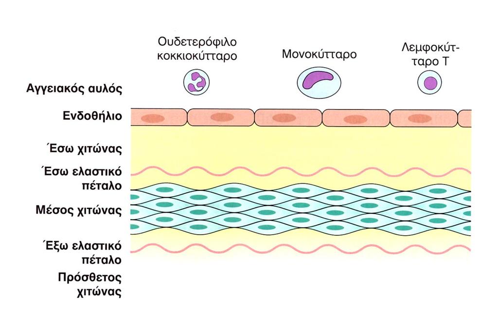 1.1 ΔΟΜΗ