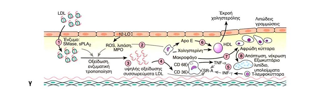 1.9 ΠΑΘΟΓΕΝΕΙΑ