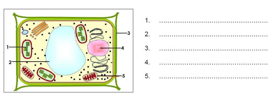Ερώτηση 3 : (2.5μ) α) Να ονομάσετε τα μέρη του κυττάρου, με αριθμούς 1-5, που εικονίζεται πιο κάτω: (1.