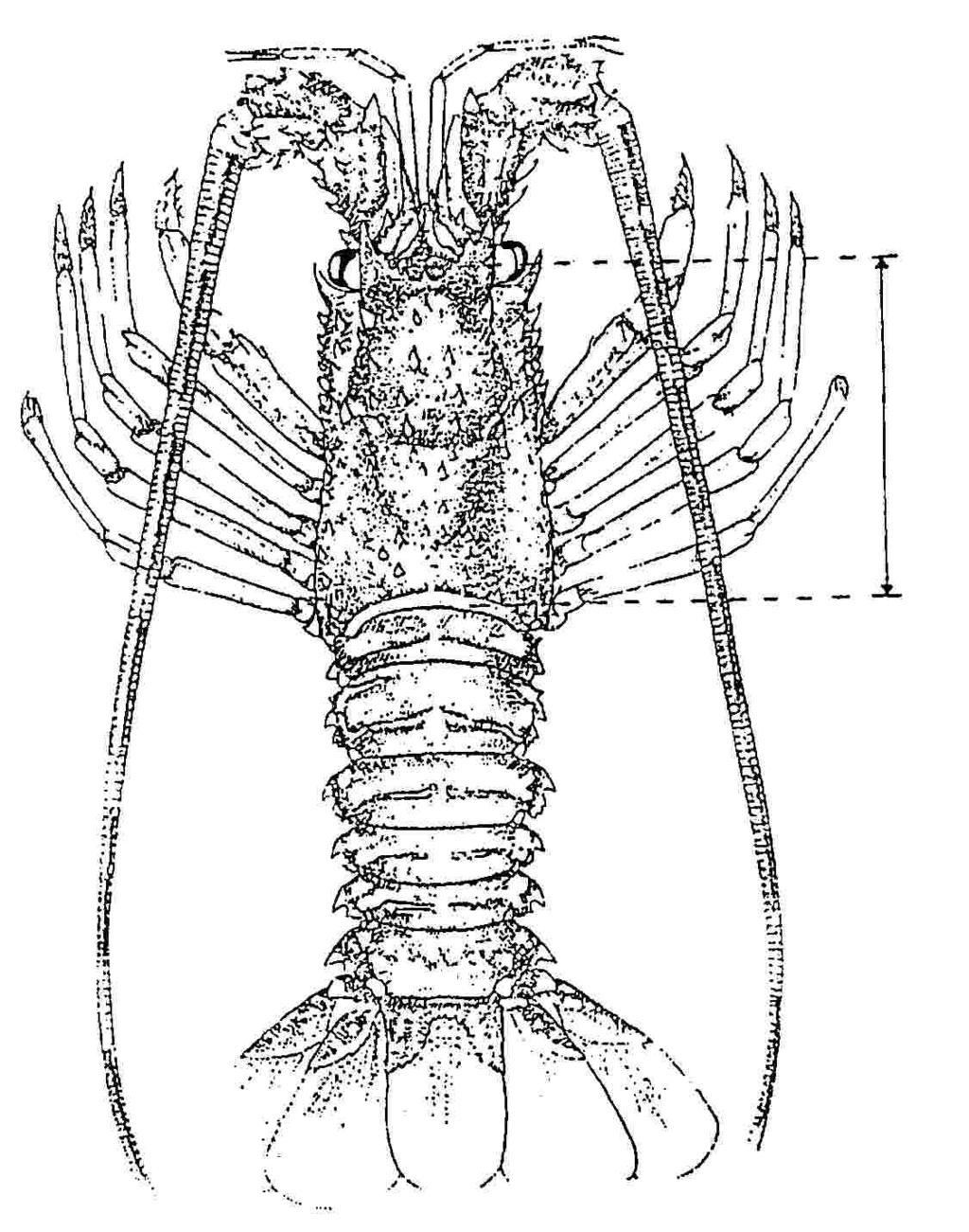 Εικόνα 4 Καραβίδα (Palinurus spp.