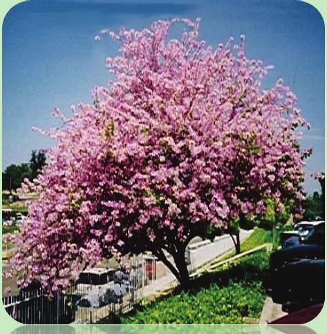4.4 Δάφνη (Laurus nobilis) Γενική περιγραφή: Δέντρο η θάμνος, ύψους μέχρι 10 m, με πυκνή, κωνική κόμη.