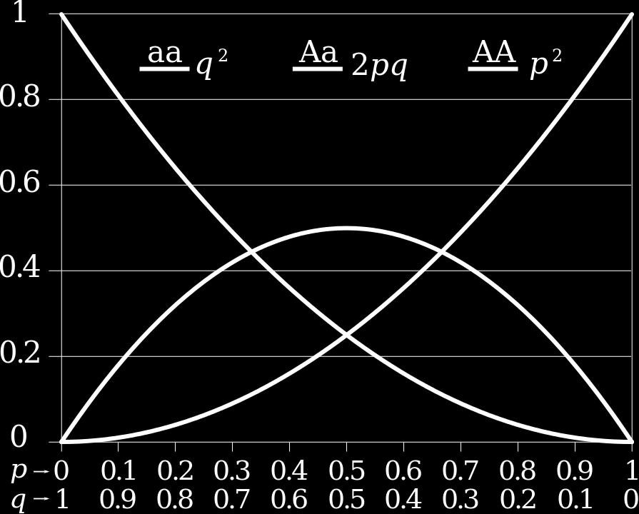 Γραφική παράσταση της ισορροπίας Hardy-Weinberg: Οι αναμενόμενες συχνότητες της ισορροπίας Hardy-Weinberg σε έναν γενετικό τόπο με δύο αλληλόμορφα μπορούν εύκολα να παρασταθούν σε ένα ορθοκανονικό