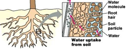 Απορρόφηση και μεταφορά νερού Η κίνηση του νερού ακολουθεί την πορεία: Φλοιός ρίζας