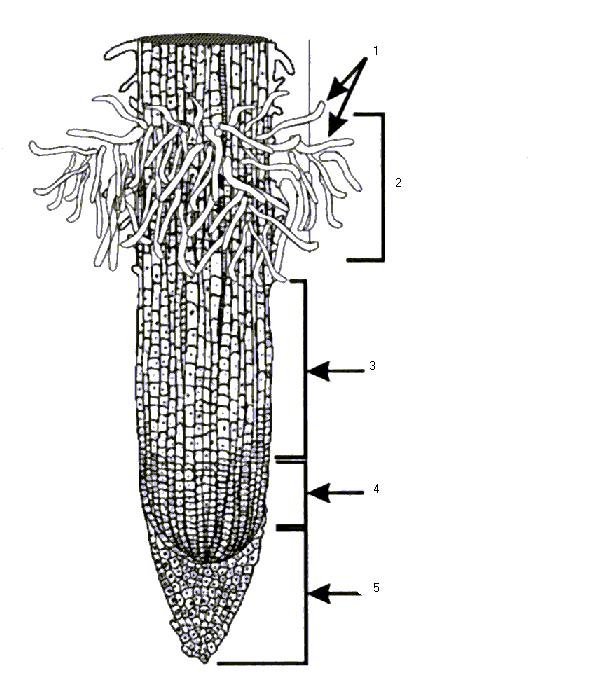 Μέρη ρίζας Η ρίζα αποτελείται από: Ριζκά τριχίδια
