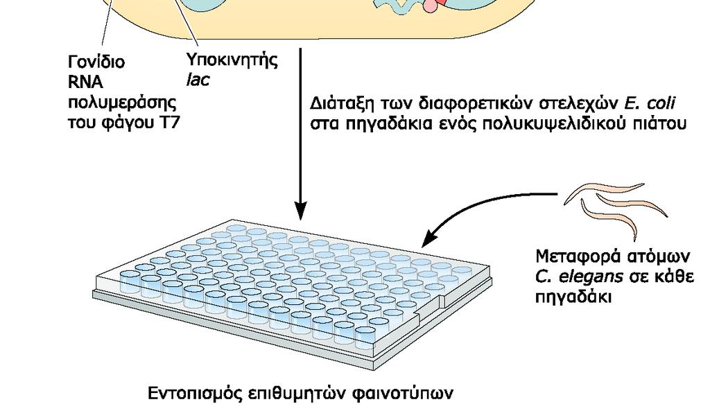 στον C.