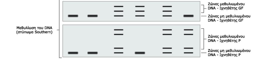 το dsrna ως εκκινητές και με μήτρα το σημαίνον RNA