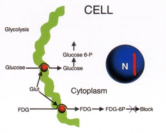 18 F-φθόριο-2-δεόξυ γλυκόζη, [ 18 F]FDG Η γλυκόζη μεταφέρεται εντός των κυττάρων με πρωτεΐνες της κυτταρικής μεμβράνης (Glucose Transporters-Glut).