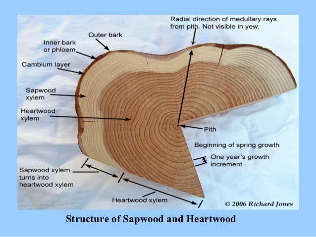 Σομφό και εγκάρδιο ξύλο Τα παλαιά κύτταρα του ξύλου αποθνήσκουν.
