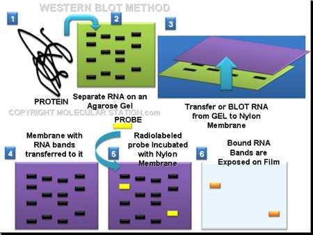 4. Ανοσοαποτύπωση (WESTERN BLOT) Για την επιβεβαίωση των ζωνών στην πηκτή ακρυλαµιδίου που αντιπροσωπεύουν τις υπό µελέτη πρωτεΐνες, γίνεται µεταφορά τους από το πήκτωµα ακρυλαµιδίου σε µεµβράνη PVDF