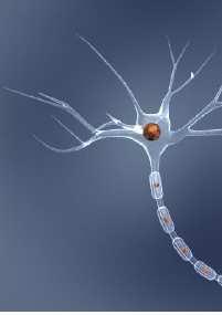 Προβλήματα μάθησης, δεξιοτήτων, μνήμης Στον νεογνικό ανθρώπινο εγκέφαλο υπάρχουν 100 δισεκατομμύρια νευρώνες που αναπτύσσονται,
