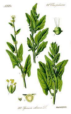 Συστηματική βοτανική των Λαχανικών Συστηματική ταξινόμηση με βάση το βρώσιμο τμήμα Φυλλώδη λαχανικά Σπανάκι Συστηματική ταξινόμηση Βασίλειο: Φυτά (Plantae) Συνομοταξία: Αγγειόσπερμα (Magnoliophyta)