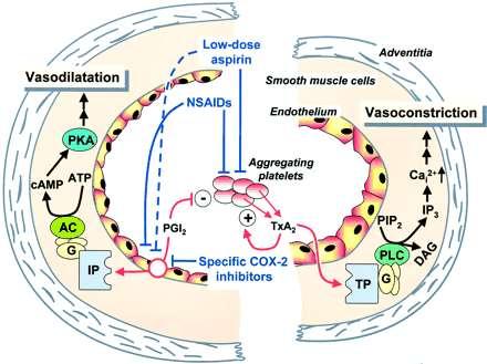 Effect of NSAID s on