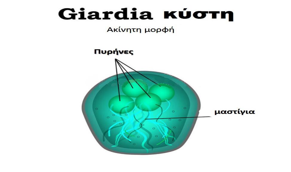 31 Η κύστη της Giardia lamblia έχει σχήμα ωοειδές και περιέχει από 2 έως 4 πυρήνες όπως απεικονίζεται στην Εικόνα 9. Εικόνα 9: Κύστη Giardia lamblia [53].