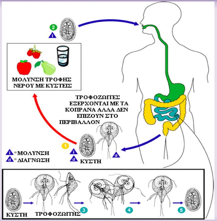 32 Εικόνα 10: Ο βιολογικός κύκλος της Giardia lamblia (CDC). 6.