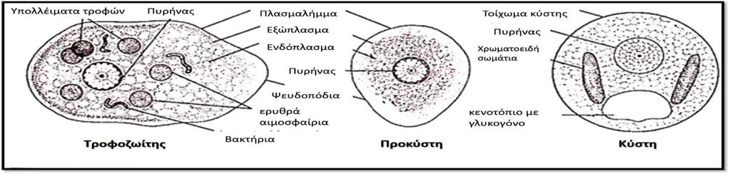 Στο ενδόπλασμα βρίσκεται έκκεντρα και ο πυρήνας του παράσιτου [45]. Εικόνα 11: Ο τροφοζωίτης της αμοιβάδας [57].