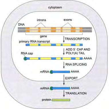 Εικόνα 1 Στάδια ωρίμανσης του ευκαριωτικού mrna O κύκλος ζωής του ευκαρυωτικού mrna είναι πιο παρατεταμένος από αυτόν του βακτηριακού.