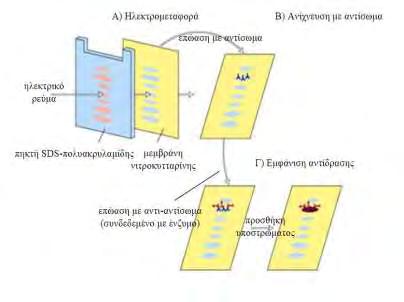 αποτέλεσμα οξείδωσης της λουμινόλης από την υπεροξειδάση), το οποίο μπορεί να αποτυπωθεί σε φωτογραφικό φιλμ με τη μορφή σκοτεινής ζώνης.