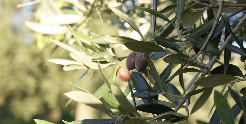 ENKARDIA ΑΞΙΕΣ & ΠΑΡΑΓΩΓΗ ΕΛΑΙΟΛΑΔΟΥ Άριστης ποιότητας ελιές Το εξαιρετικό ελαιόλαδο enkardia παράγεται αποκλειστικά από ελιές κορωνέικης ποικιλίας, που προέρχονται από τον ελαιώνα μας στο Γεράκι