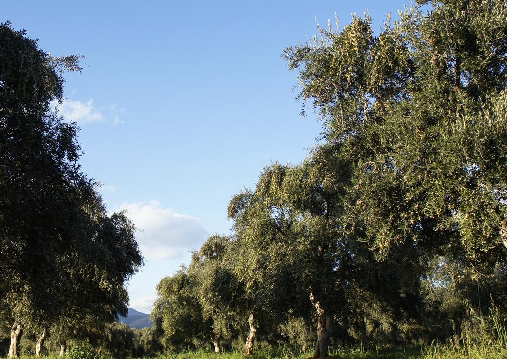 ENKARDIA Ο ΕΛΑΙΩΝΑΣ Τσίλια - ο Εθνικός ελαιώνας Ο ελαιώνας μας βρίσκεται στον νομό Λακωνίας, νοτιοανατολικά από την Σπάρτη, στην κωμόπολη Γεράκι.