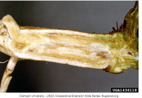 Τα παθογόνα που προσβάλουν και προκαλούν καταστροφές σε καλλιέργειες είναι : 1) Ο περονόσπορος (Pseudoperonospora cubensis) με συμπτώματα μικρές κηλίδες οι οποίες στην αρχή είναι χλωρωτικές και στη