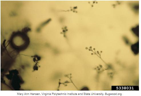 Εικόνα 5. Μικροσκοπική απεικόνιση κονιδιοφόρων και κονιδίων του Verticillium. (https://www.forestryimages.org/browse/detail.cfm?
