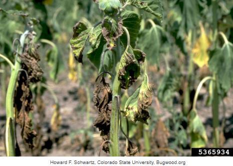 φουζαριώσεων (Fusarium wilt),των αδροβακτηριώσεων και των ασθενειών του ριζικού συστήματος των φυτών.