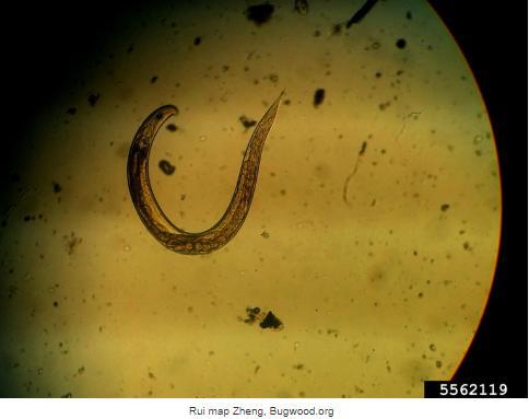 Εικόνα 9. nematode Meloidogyne incognita (https://www.ipmimages.org/browse/detail.cfm?