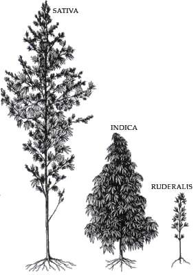 Τα είδη του γένους Cannabis Στο γένος κάνναβις ταξινομούνται συνήθως τρία διακριτά είδη φυτών: Κάνναβη η ήμερη(cannabis sativa), Ινδική κάνναβη(cannabis indica) και Cannabis ruderalis Αυτά