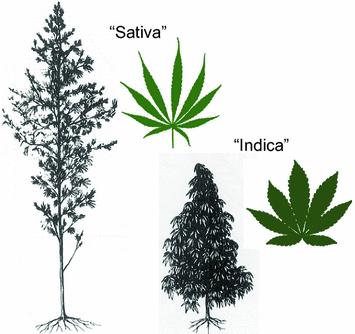 Τα είδη του γένους Cannabis Η εξέλιξη της