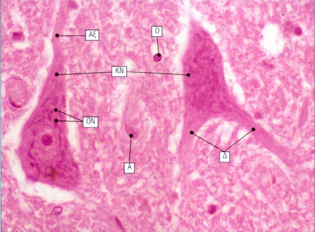 Nωτιαίος μυελός Κινητικοί Νευρώνες Νεύρωση σκελετικών μυών Νευράξονας μήκους έως 1 μέτρο Έξοδος από τις πρόσθιες ρίζες