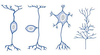 Ταξινόμηση Νευρώνων Δίπολος νευρώνας