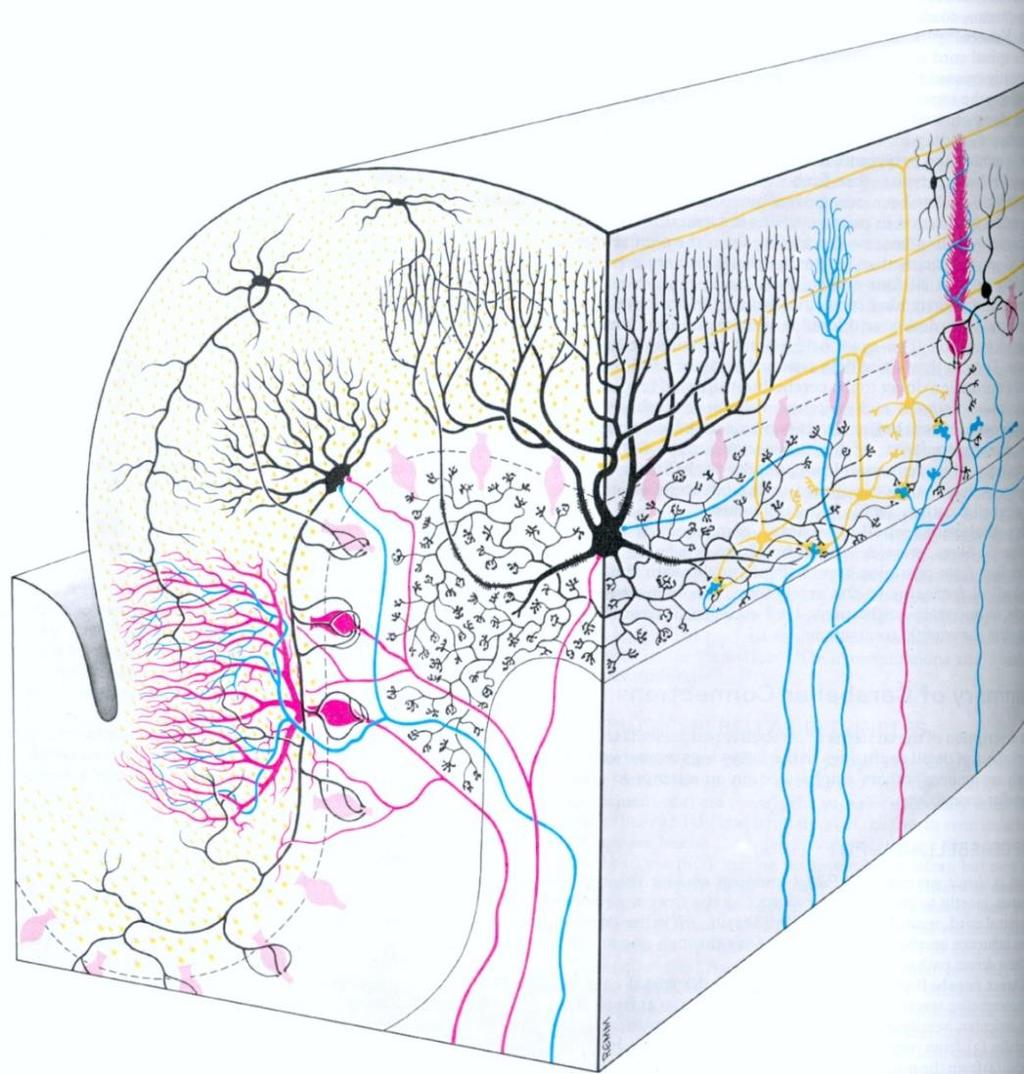 Παρεγκεφαλίδα Μ Φλοιός Μοριακή στιβάδα -αποφυάδες νευρικών κυττάρων -νευρογλοιακά κύτταρα