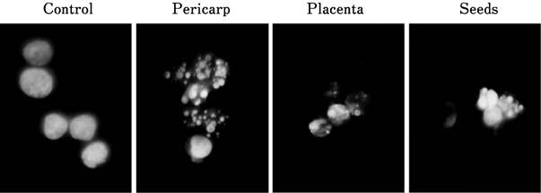 616 /0 +,,**3 +, 10 - HL0* pericarp placenta seeds,. DNA,,-/2 ++ 3 + +/ +0 ao +/, +0 -dihydroxy a-eleostearic acid. ++ +, +, +- +. DNA Streptozotocin STZ ++ +-.