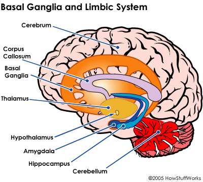 2 Ραβδωτό σώμα Striatum Αμυγδαλή Ιππόκαμπος NEUROCOGNITIVE