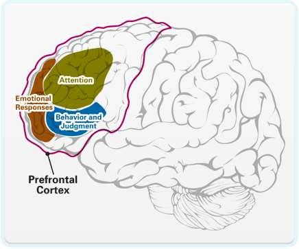 4 NEUROCOGNITIVE SYSTEM No 4: CONTROL