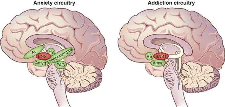 Εξάρτηση και άγχος S N Avery, The Human BNST: Functional Role in