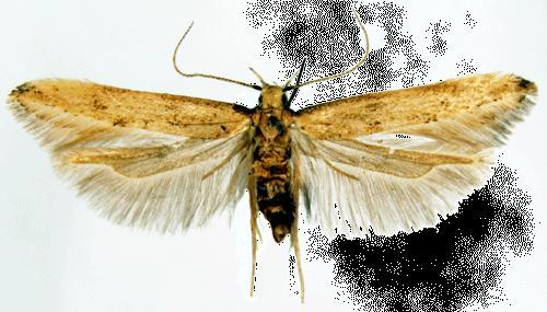 Τάξη Lepidoptera Οικογένεια Gelechiidae Sitotroga cerealella Πρωτεύον είδος Σοβαρός εχθρός των σπόρων όλων