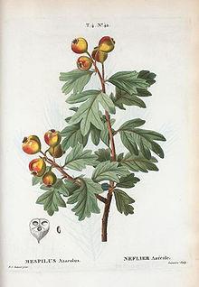 Crataegus azarolus (Rosaceae) Φυλλοβόλο δέντρο Δρόγη: άνθη,