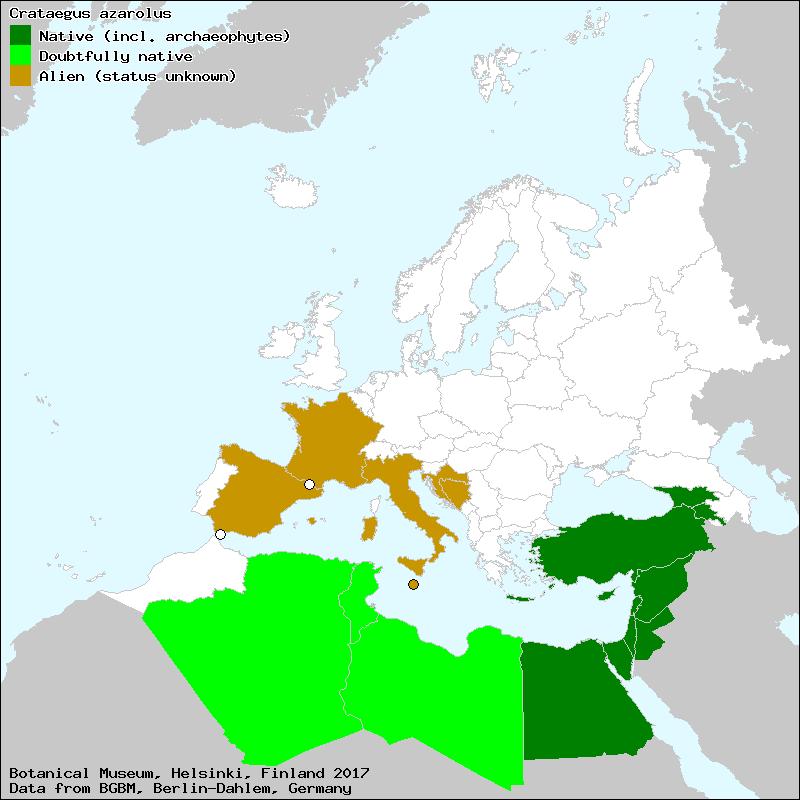 Εντοπίζεται σε: Κύπρο, Ελλάδα, Τυνησία,Τουρκία Χρήση αφεψήματος
