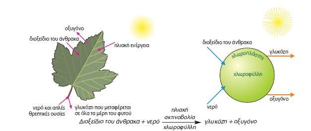 Η Ενέργεια και η Βιολογία Φωτοσύνθεση Η ύπαρξη της ίδιας της ζωής! Η ζωή στον πλανήτη μας, εδώ και δισεκατομμύρια χρόνια, στηρίζεται στην ενέργεια που παράγεται από τον Ήλιο.