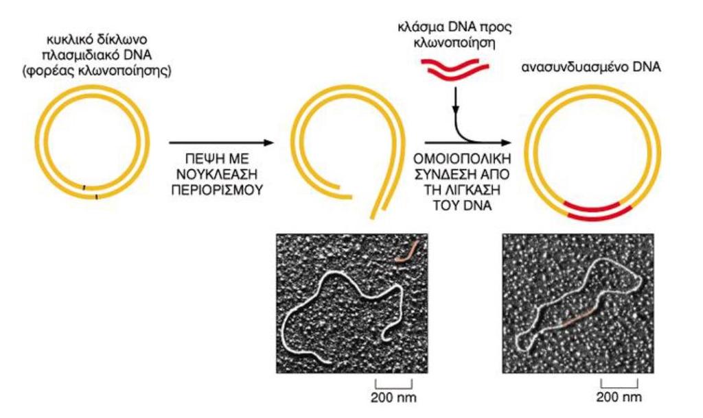 Κλωνοποίηση Η εισαγωγή μορίου DNA σε φορέα, ο οποίος