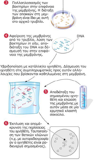 Διαλογή γονιδιωματικής βιβλιοθήκης με ιχνηθέτη σημασμένο μόριο DNA H ραδιενεργή σήμανση του ιχνηθέτη γίνεται