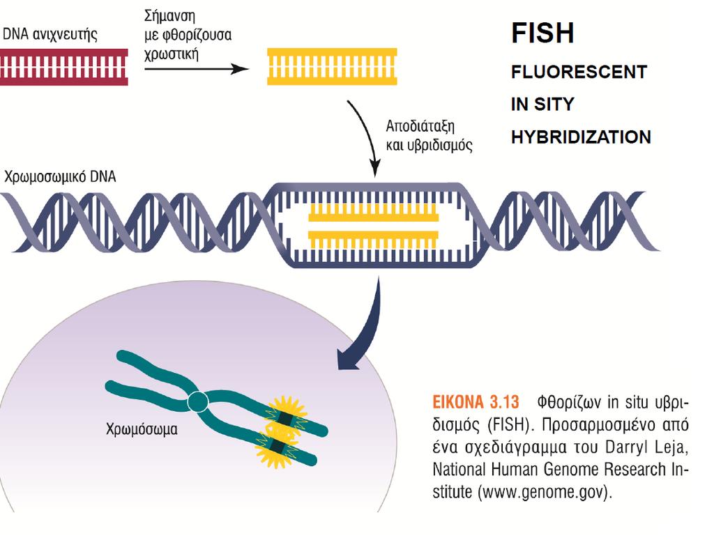 Fluorescent In situ