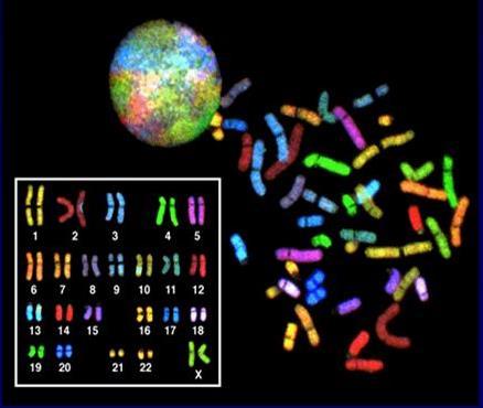 Fluorescent In situ Hybridisation (FISH) Φασματικός καρυότυπος (SKY FISH):Χρήση 24 διαφορετικών ανιχνευτών χρωμάτων