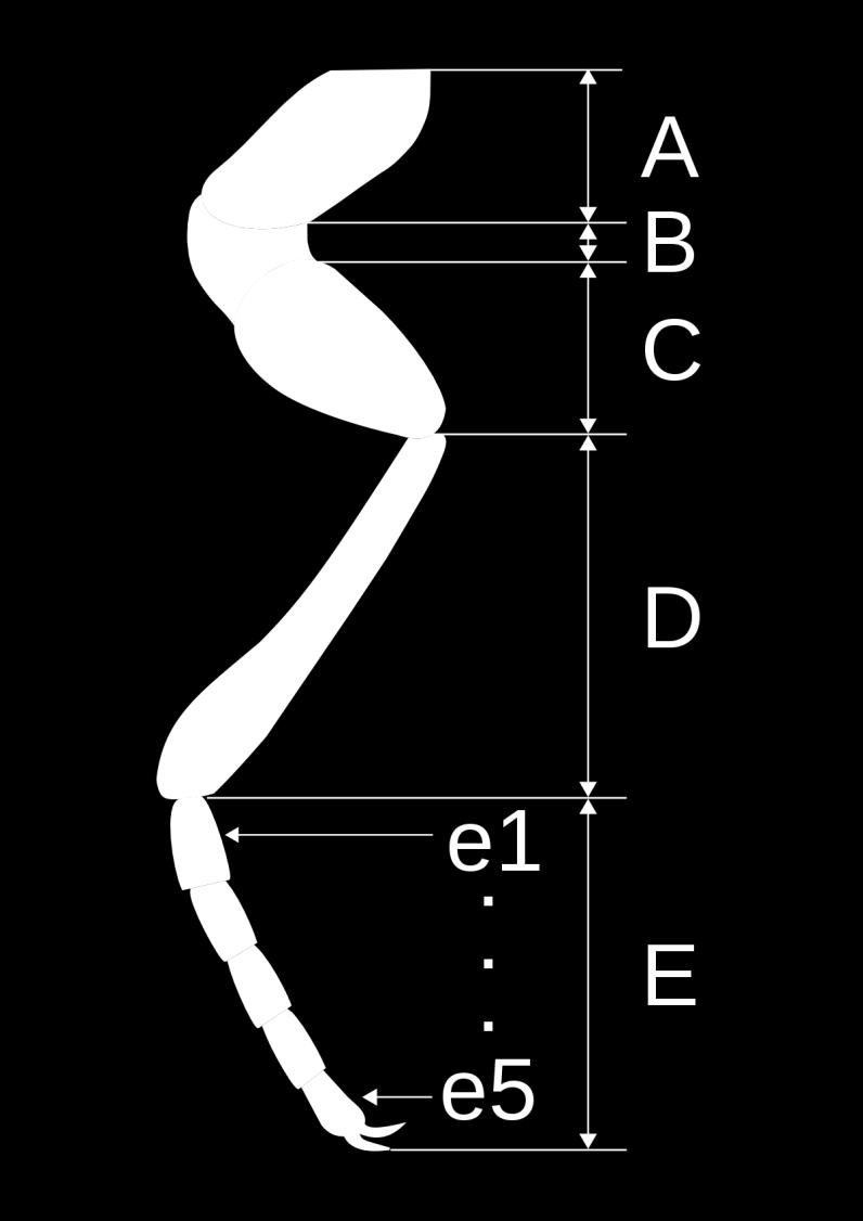 Μηρός (femur) [C] Κνήμη